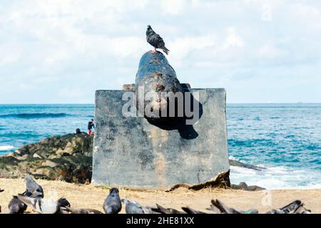 Pigeons noirs sur le dessus d'un canon dans le port de Barra.Salvador, Bahia, Brésil. Banque D'Images