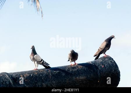 Pigeons noirs sur le dessus d'un canon dans le port de Barra.Salvador, Bahia, Brésil. Banque D'Images