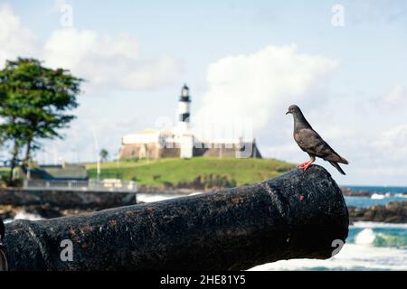 Pigeons noirs sur le dessus d'un canon dans le port de Barra.Salvador, Bahia, Brésil. Banque D'Images