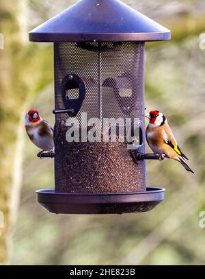 Une paire de deux cyanistes d'or Caeruleus se nourrissant de graines provenant d'un mangeoire à oiseaux sauvages de jardin Banque D'Images