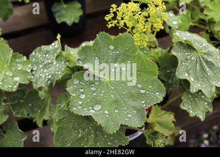 Gros plan de ladys en pot de plantes de manteau avec des gouttelettes d'eau Banque D'Images