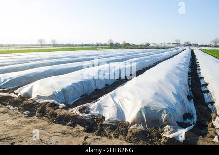 Un champ de ferme recouvert de rangées de tissu blanc.Tissu agricole non tissé spunbond.Effet de serre pour les plantes par temps froid.Pot. Prét Banque D'Images