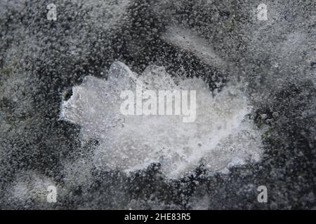 La feuille de chêne d'hiver est gelée dans la glace sur le fossé. Banque D'Images