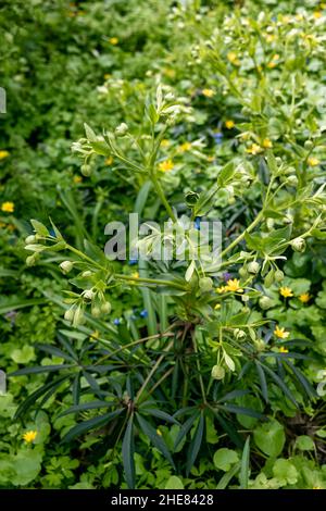 Helleborus foetidus grandit et fleurit dans le jardin au printemps Banque D'Images