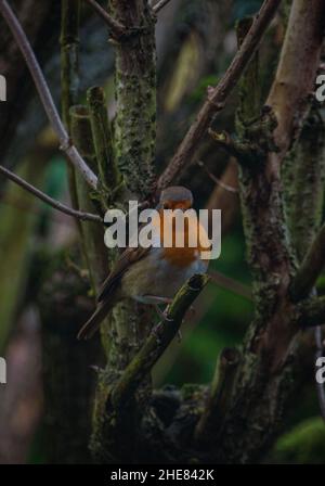 Robin européenne (erithacus Rubecula) perchée sur une branche d'arbre plus moussy. Banque D'Images