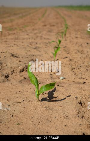 Accent sélectif sur une jeune plante de maïs dans un domaine agricole.En arrière-plan se trouve une rangée de plants de maïs Banque D'Images