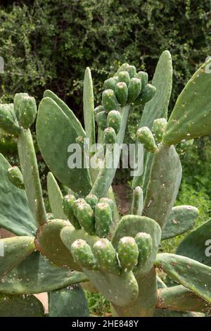 Une grande plante de poire de Prickly avec des fruits non mûrs sur les feuilles Banque D'Images