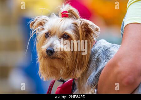 Un petit chien à fourrure avec un arc rouge est dans ses bras. Banque D'Images