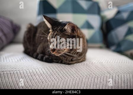 Un chat solitaire et triste allongé sur le canapé à la maison. Banque D'Images