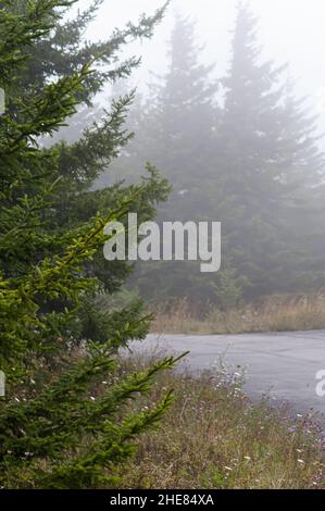 L'épinette rouge (Picea rubens) dans le brouillard à Spruce Knob, le sommet le plus élevé de la Virginie occidentale, aux États-Unis, fait partie de l'aire de loisirs nationale Spruce Knob-Seneca Rocks Banque D'Images