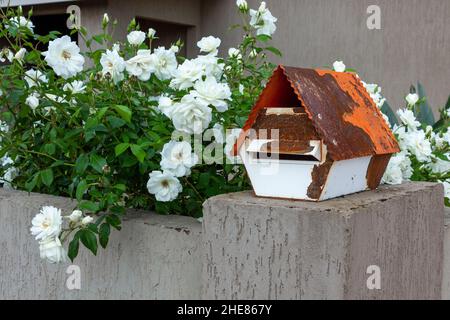 Boîte aux lettres ancienne et rouillée montée sur un mur texturé.Roses blanches de l'iceberg à côté de la boîte aux lettres Banque D'Images