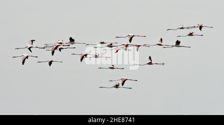 Gros plan d'un magnifique troupeau de flamants roses avec des ailes rouges qui volent ensemble dans le ciel clair Banque D'Images