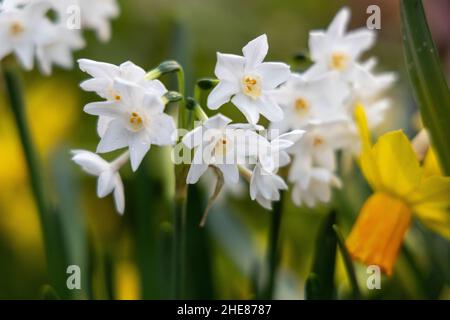 Narcisse Paperwhite Ziva fleurit dans le jardin en automne Banque D'Images