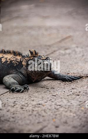 Gros plan sélectif d'un iguane capturé dans la faune Banque D'Images