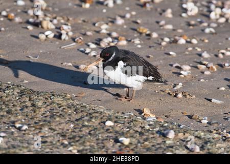 Huistercapcher eurasien (Haematopus ostralegus) en plumage hivernal sur la rive de la mer Banque D'Images