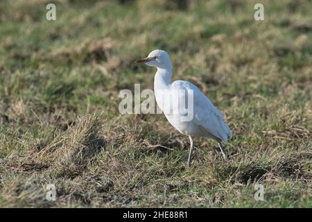 L'égret de bétail (Bubulcus ibis) se fourragent dans un pâturage brut Banque D'Images