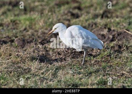 Héron garde-boeufs (Bubulcus ibis) Banque D'Images