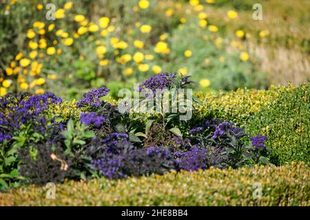 Photo de l'héliotrope du jardin, peu profonde, dans le jardin, par beau temps Banque D'Images