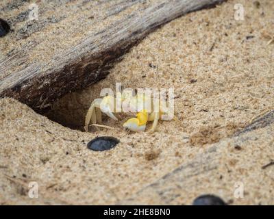 Crabe fantôme, Ocypode cordimana, presque translucide avec du jaune vif, ses yeux sur les tiges, près de sa terriers, sur une plage de sable en Nouvelle-Galles du Sud Australie Banque D'Images