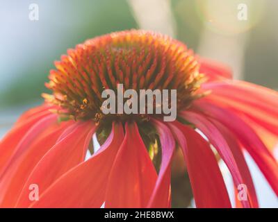 Macro de la fleur de cône rouge orangé brillant, Echinacea, en fleur dans un jardin côtier australien subtropical, fond vert flou Banque D'Images