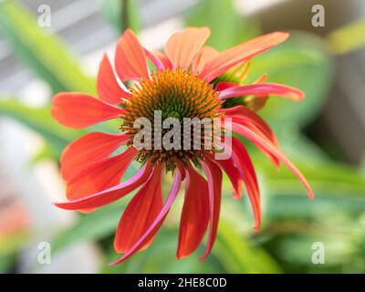 Fleurs, herbacées orange rouge cône Fleur Cheyenne esprit Echinacea, en fleurs dans un jardin côtier australien subtropical, feuillue vert flou Banque D'Images