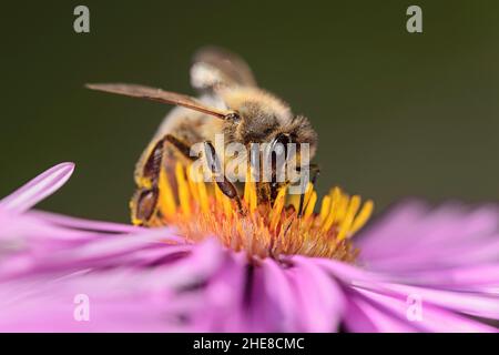 APIs de miel et d'abeille collectant du pollen sur une fleur d'Aster, Valais, Suisse Banque D'Images