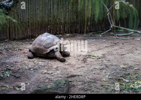 Tortue géante des Seychelles dans le parc sur l'île de Prizon, Zanzibar, Tanzanie Banque D'Images