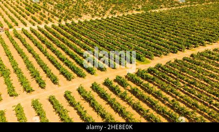 Vignobles et oliveraies dans le sud de l'île de Crète Banque D'Images