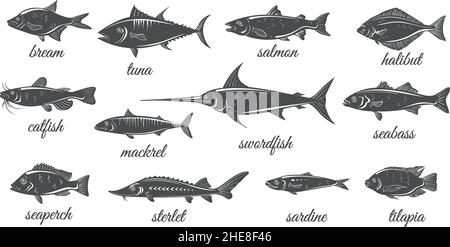 Poissons silhouettes d'eau douce et marine.Silhouettes de poisson vintage, poisson-chat flétan tilapia saumon maquereau thon bar sardine espadon bream menu fruits de mer icônes nettes.Illustration de la silhouette du poisson Illustration de Vecteur