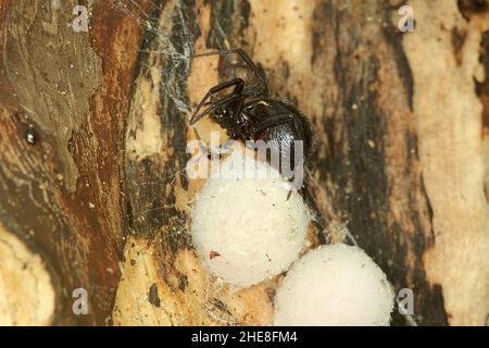 Fausse araignée de veuve (Steatoda capensis) avec des sacs d'oeufs Banque D'Images