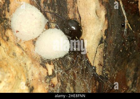 Fausse araignée de veuve (Steatoda capensis) avec des sacs d'oeufs Banque D'Images