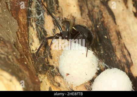 Fausse araignée de veuve (Steatoda capensis) avec des sacs d'oeufs Banque D'Images