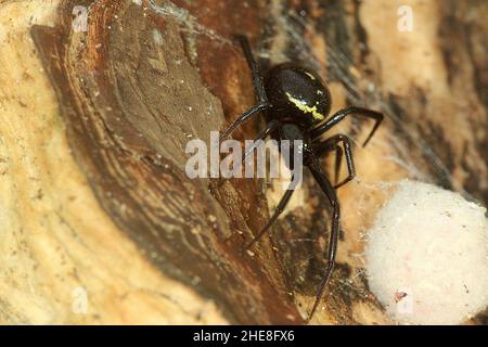 Fausse araignée de veuve (Steatoda capensis) avec des sacs d'oeufs Banque D'Images