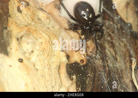 Fausse araignée de veuve (Steatoda capensis) avec des sacs d'oeufs Banque D'Images