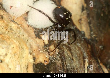 Fausse araignée de veuve (Steatoda capensis) avec des sacs d'oeufs Banque D'Images