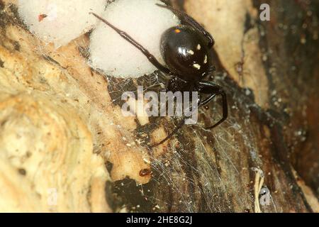 Fausse araignée de veuve (Steatoda capensis) avec des sacs d'oeufs Banque D'Images