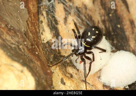 Fausse araignée de veuve (Steatoda capensis) avec des sacs d'oeufs Banque D'Images