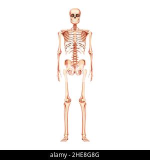 Squelette la vue antérieure avant humaine est droite.Réaliste anatomique plat naturel couleur concept médicalement précis illustration vectorielle tableau d'illustration de l'anatomie isolé sur fond blanc Illustration de Vecteur