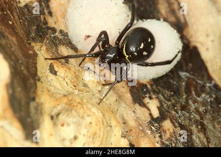 Fausse araignée de veuve (Steatoda capensis) avec des sacs d'oeufs Banque D'Images