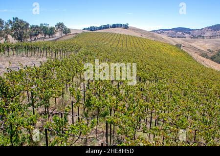 Vignoble dans les chaînes de Barossa Ranges, au-dessus de la vallée de Barossa Banque D'Images