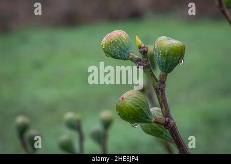 Gros plan de la branche du figuier en hiver avec des figues et des gouttelettes d'eau Banque D'Images