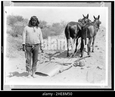 Salt River Project, en Arizona. Cushong, ou gras, Hen, un ouvrier sur la Salt River Project, avec deux mulets Banque D'Images