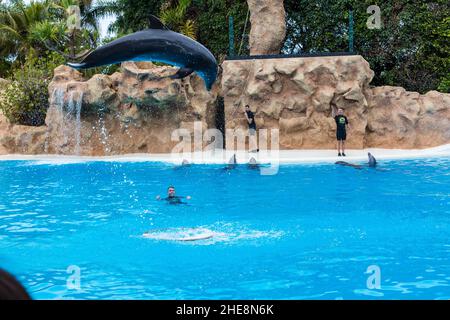 PUERTO DE LA CRUZ, TENERIFE - 7 janvier 2020 : spectacle de dauphins dans le Loro Parque, qui est maintenant la deuxième plus grande attraction de Ténérife avec celle de l'europe Banque D'Images