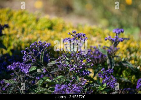 Photo de la fleur d'héliotrope dans le jardin par une journée ensoleillée Banque D'Images