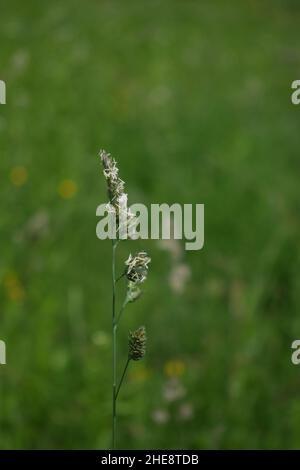 Cliché sélectif d'une fleur blanche qui pousse dans le champ Banque D'Images