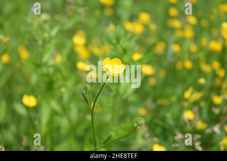 Cliché sélectif des fleurs sauvages jaunes qui poussent dans le champ Banque D'Images