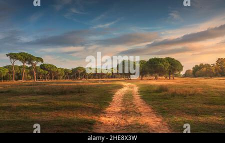 Parc San Rossore et Migliariino, sentier pédestre et pins. Pise, Toscane, Italie Europe Banque D'Images