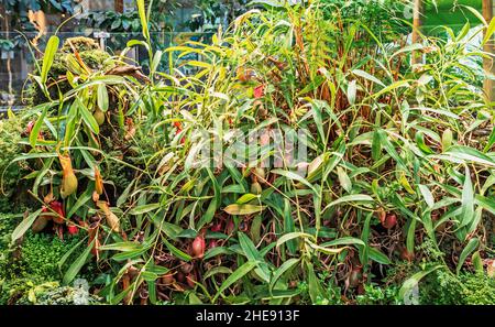 Grande plante carnivore verte Nepenthes entourée d'autres plantes Banque D'Images