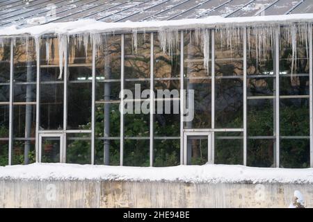 Plantes vertes derrière le mur de verre de la vieille serre ou orangerie dans le jardin botanique d'hiver.L'hiver Banque D'Images