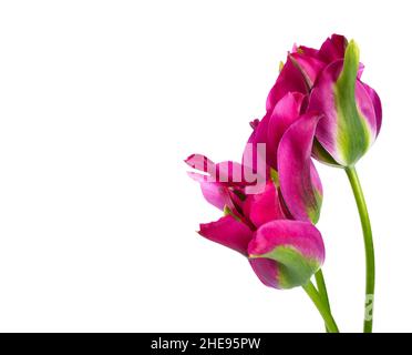 Tulip Pimpernel, rouge écarlate attrayant avec des plumes d'ombrage vert à un violet plus foncé.Ce magnifique Viridiflora Tulip est joli Banque D'Images